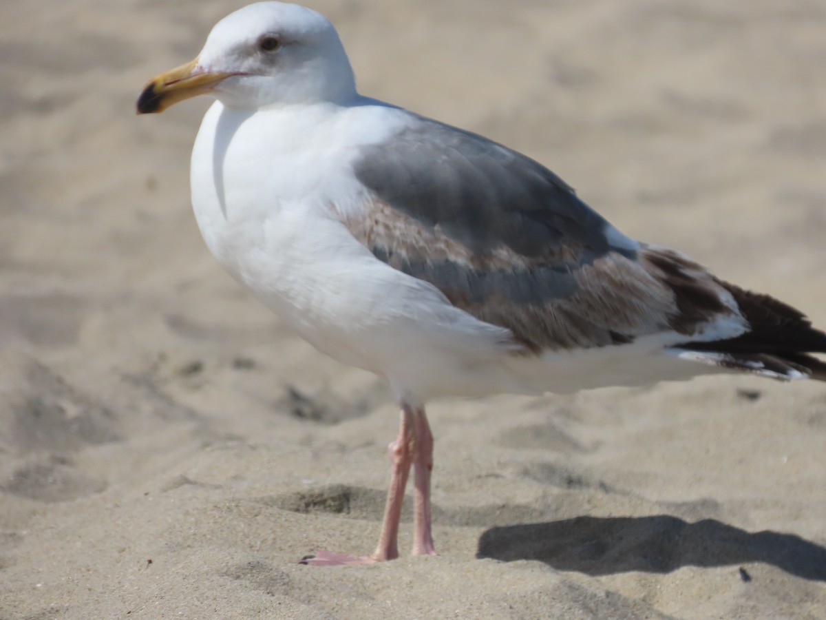 Western Gull - Martha Pallin