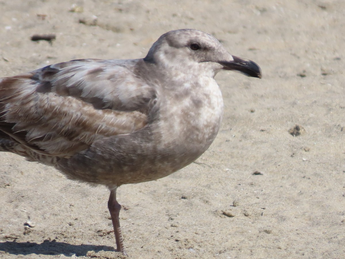 Western Gull - Martha Pallin