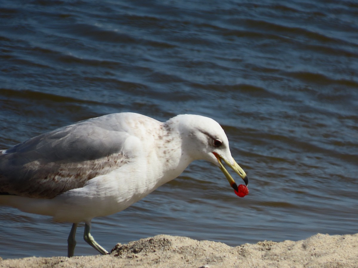 Western Gull - Martha Pallin