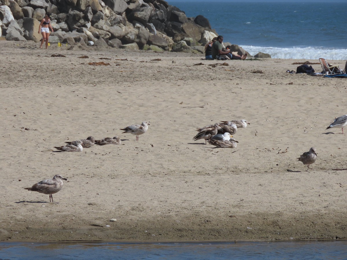 Western Gull - Martha Pallin