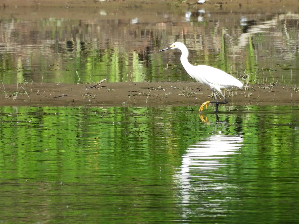 Snowy Egret - ML619514170