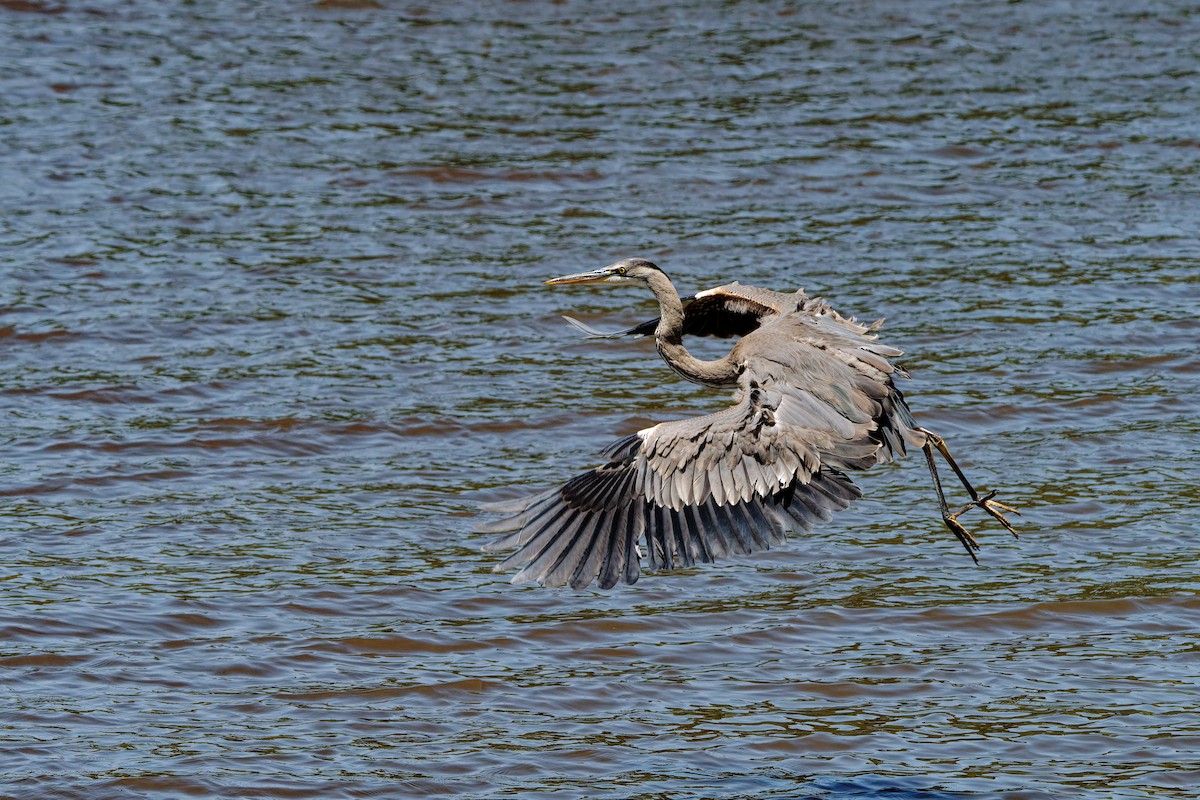 Great Blue Heron - Zhennong Li