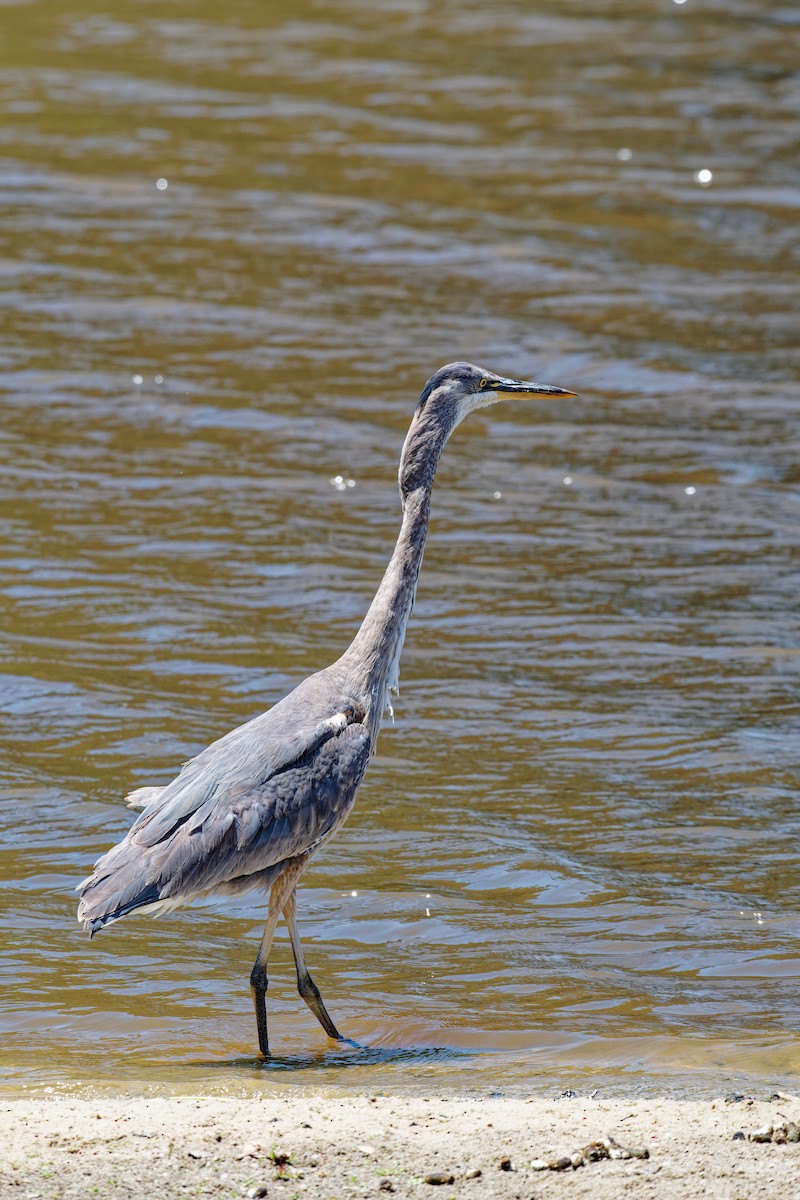 Great Blue Heron - Zhennong Li