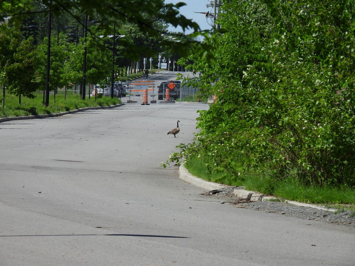 Canada Goose - Ian M