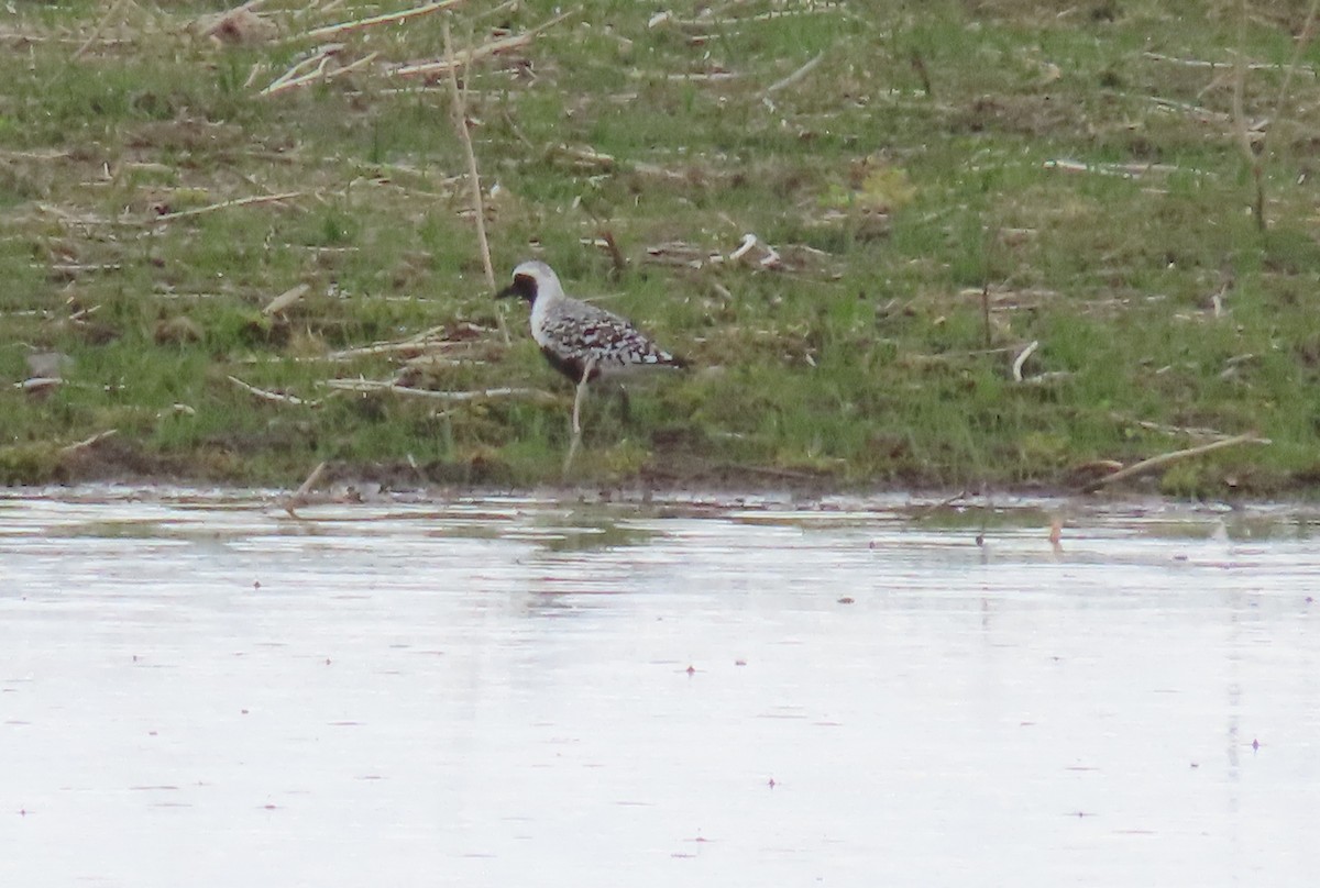 Black-bellied Plover - Alfred Scott