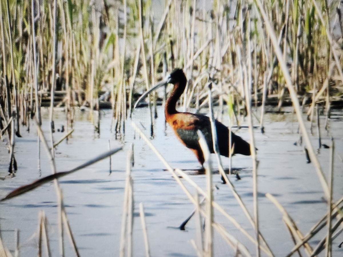 Glossy Ibis - ML619514186