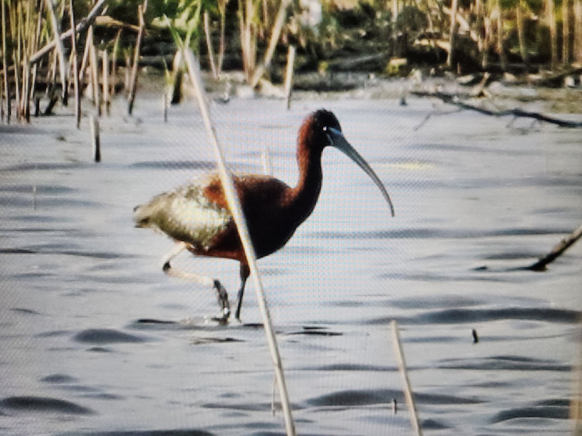 ibis hnědý - ML619514187