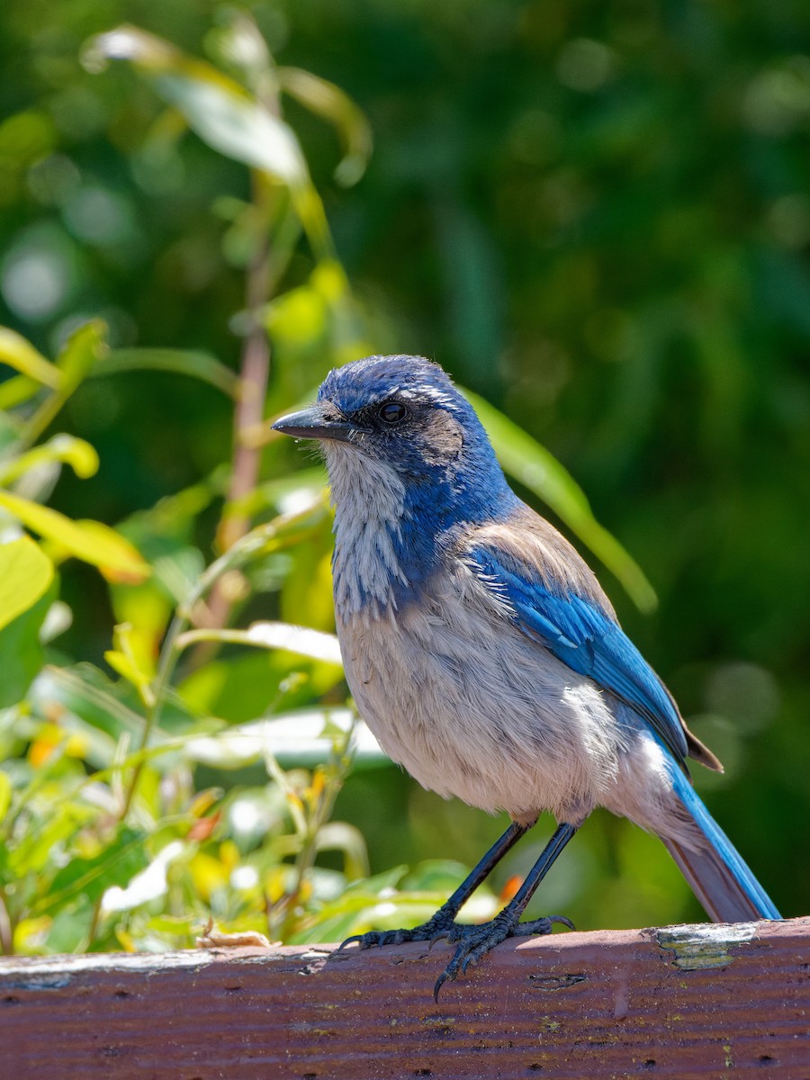 California Scrub-Jay - ML619514189