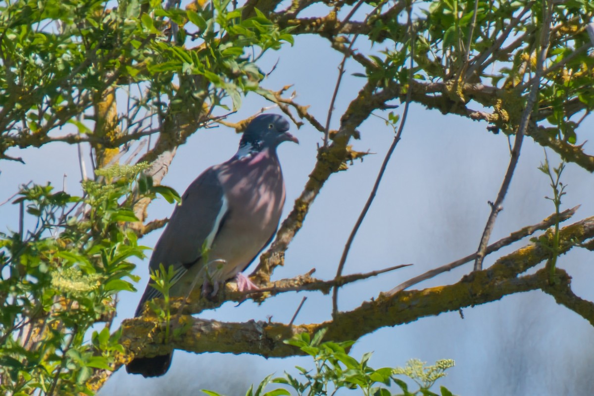 Common Wood-Pigeon - Donald Fullmer