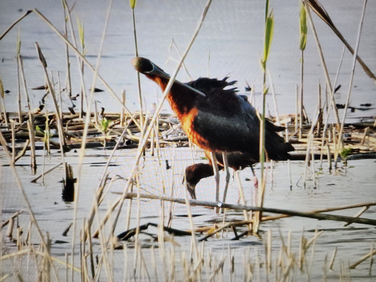 White-faced Ibis - Jeremy  Meyer