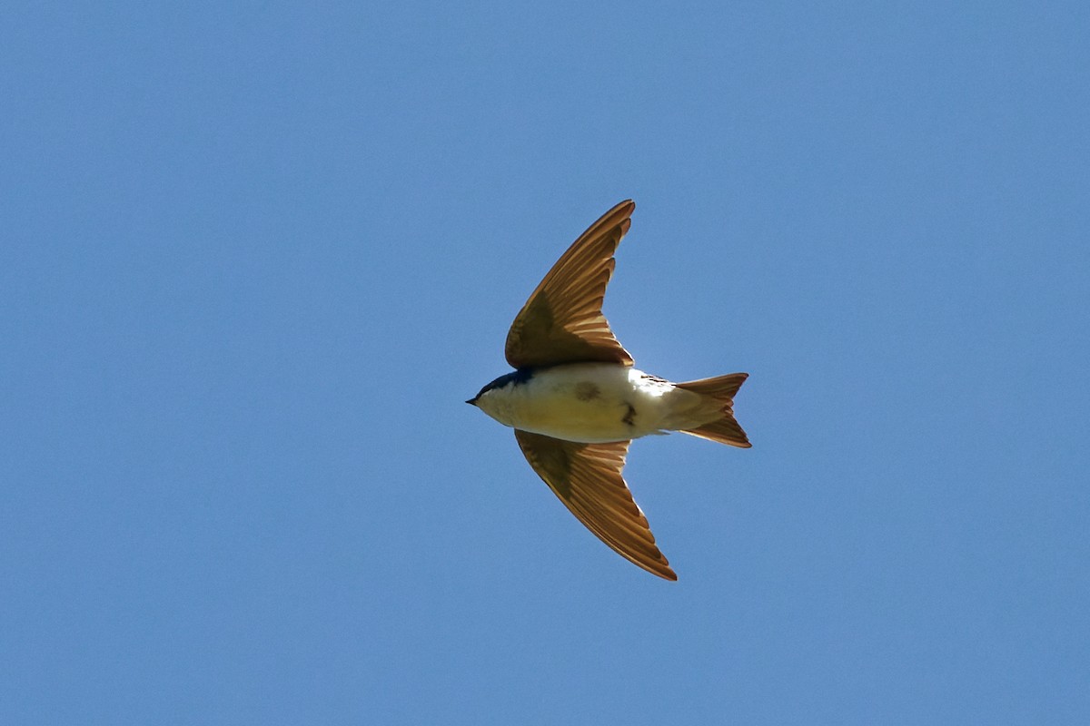 Tree Swallow - Zhennong Li