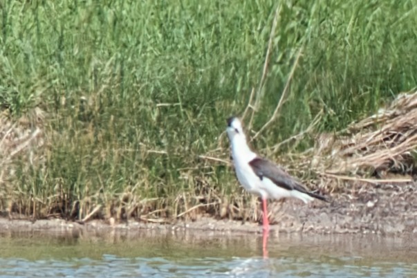 Black-winged Stilt - Donald Fullmer