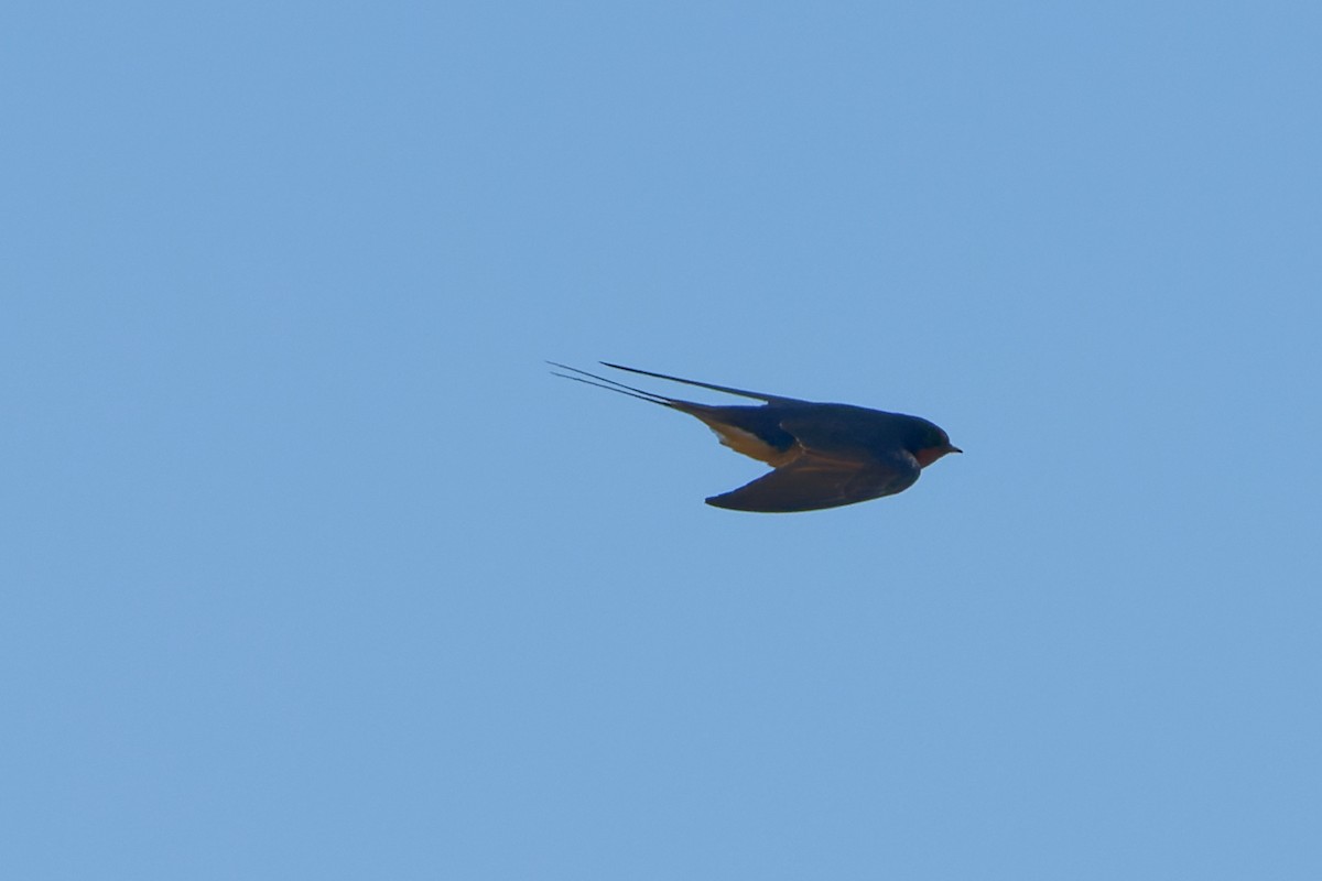 Barn Swallow - Zhennong Li