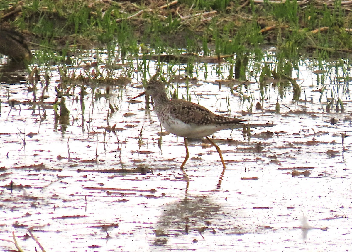 Lesser Yellowlegs - Alfred Scott