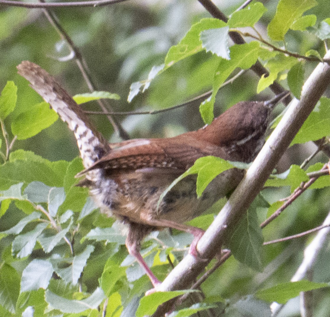 Carolina Wren - Peter Keyel