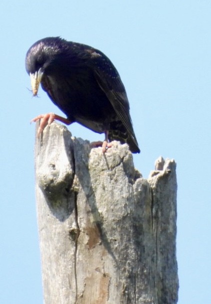 European Starling - Ian M