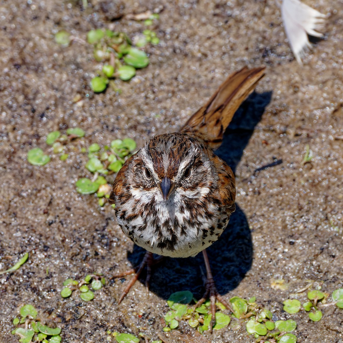 Song Sparrow - Zhennong Li