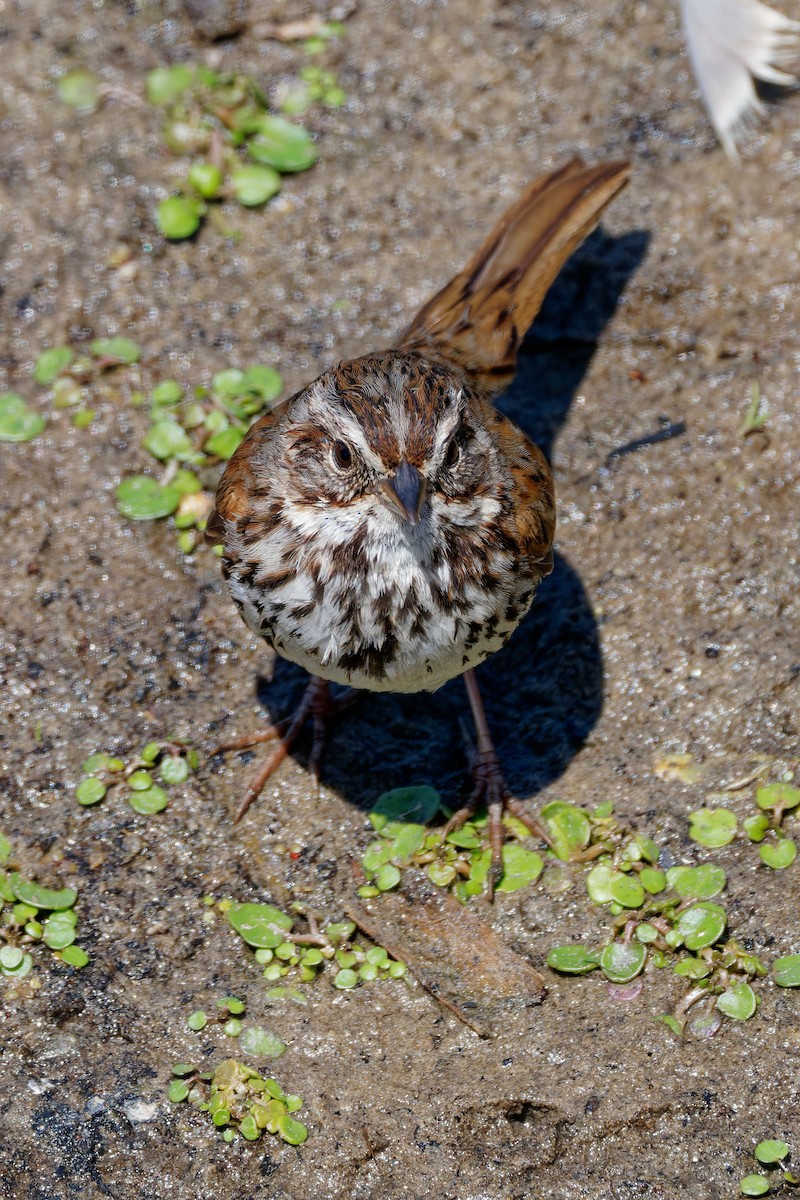 Song Sparrow - Zhennong Li