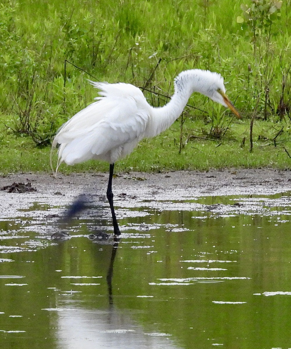 Great Egret - Stella Miller