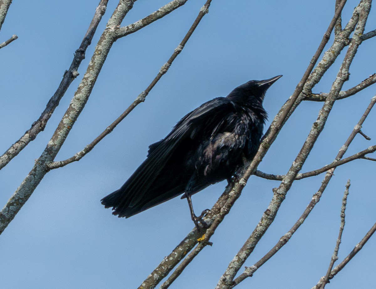 American Crow - Chad Berry