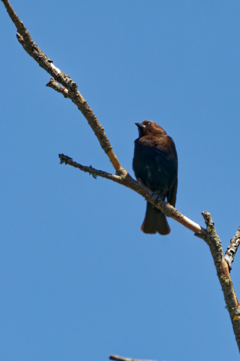 Vacher à tête brune - ML619514226