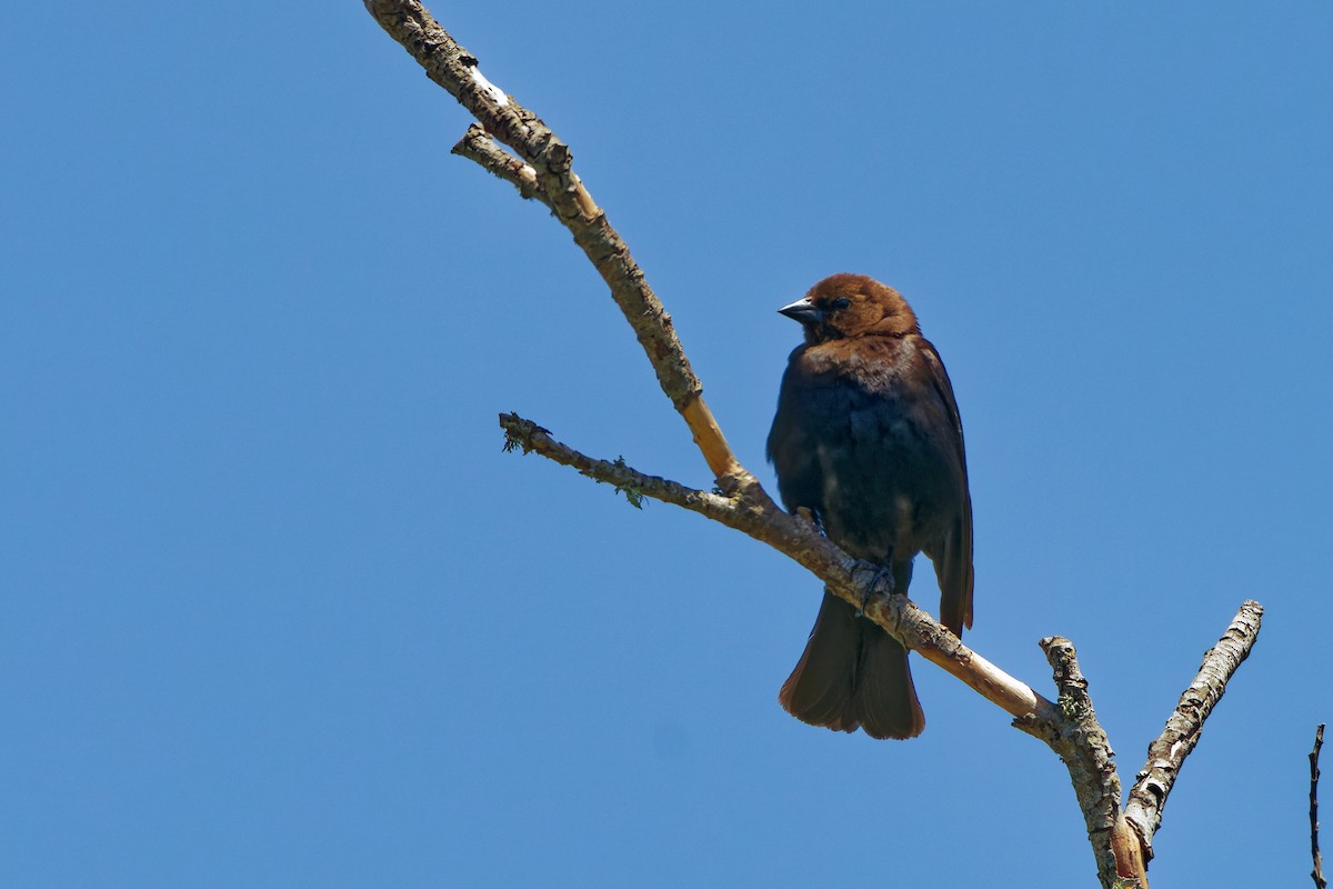 Brown-headed Cowbird - Zhennong Li