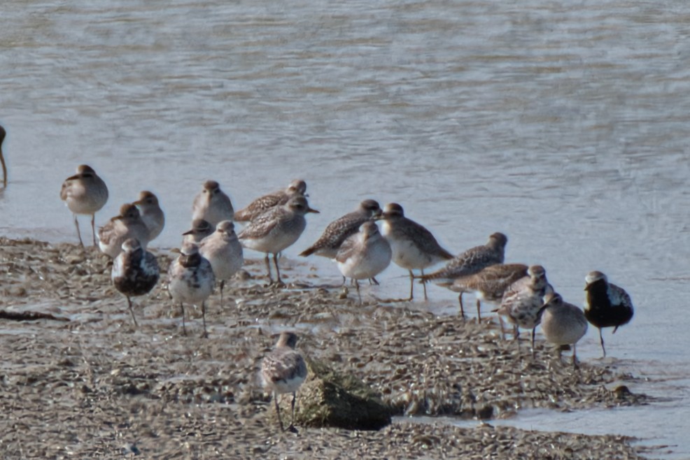 Black-bellied Plover - Donald Fullmer