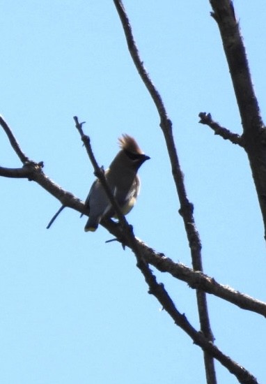 Cedar Waxwing - Ian M