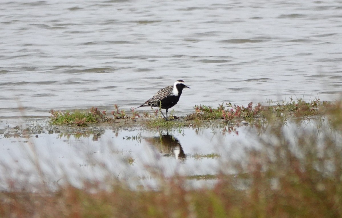 American Golden-Plover - Martin Dwelly