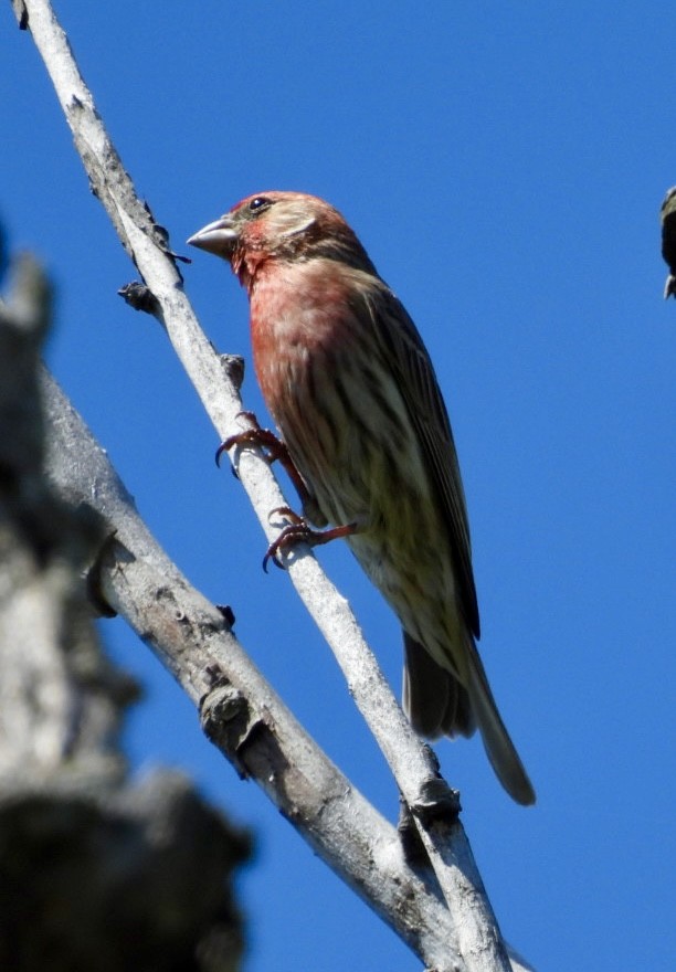 House Finch - ML619514233