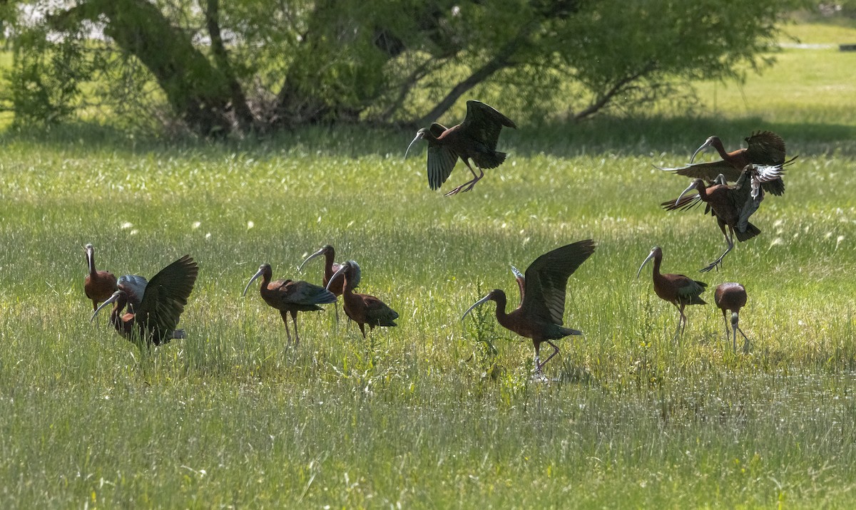 White-faced Ibis - Stephen Ofsthun