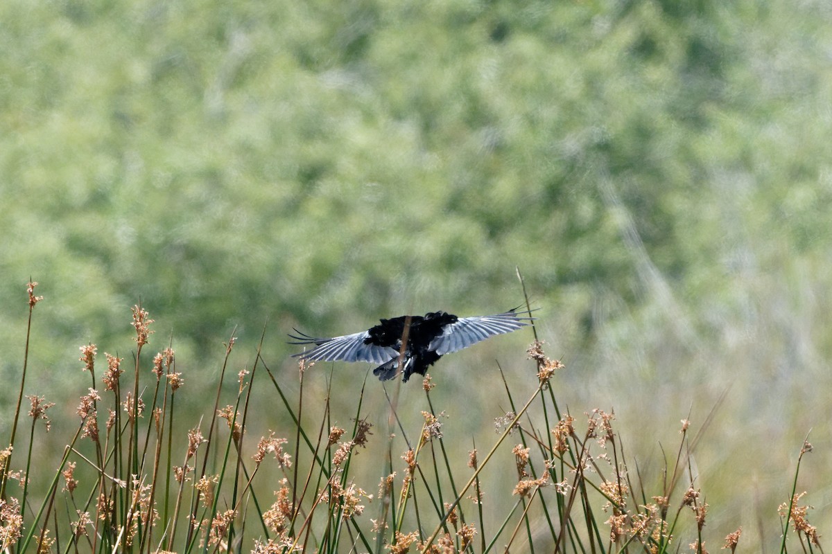 Great-tailed Grackle - Zhennong Li