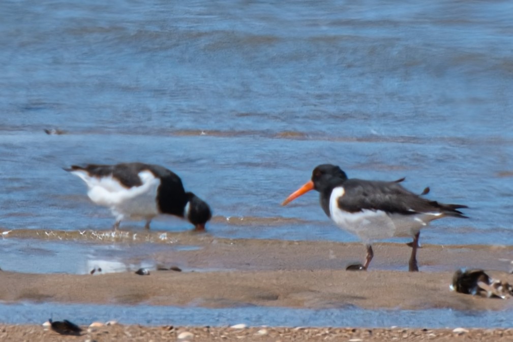 Eurasian Oystercatcher - Donald Fullmer