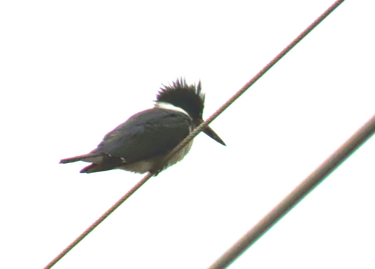 Belted Kingfisher - Alfred Scott