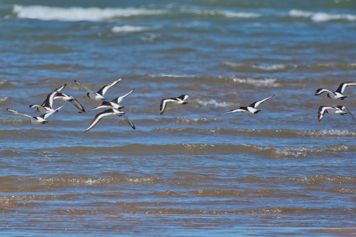 Eurasian Oystercatcher - Donald Fullmer