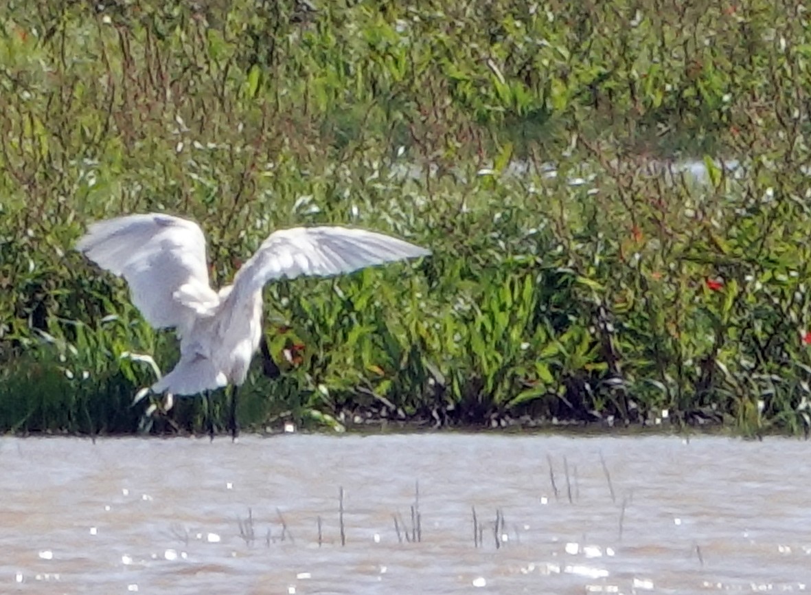 Eurasian Spoonbill - Diane Drobka