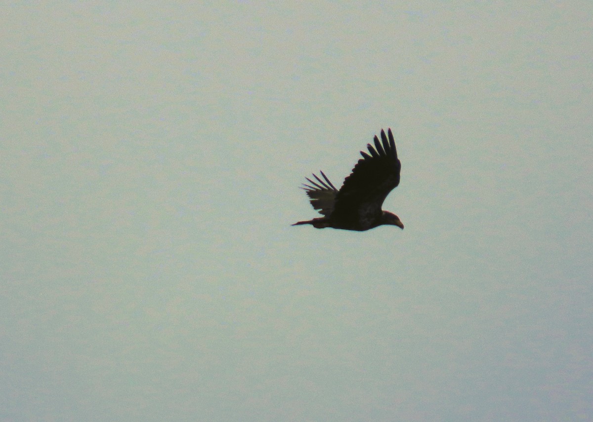 Bald Eagle - Alfred Scott