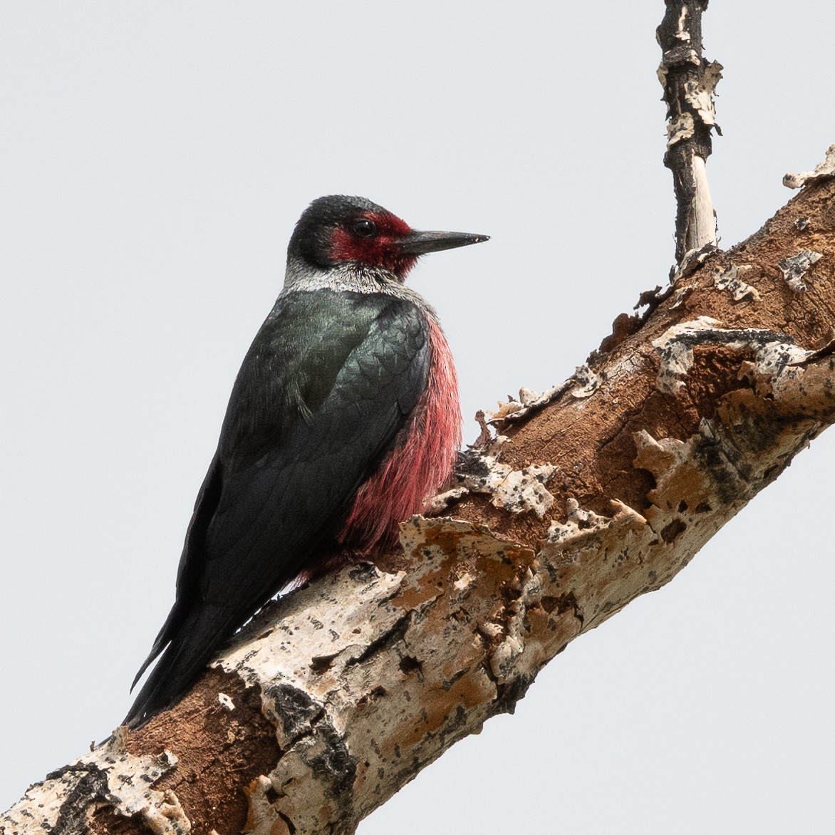 Lewis's Woodpecker - Peter North