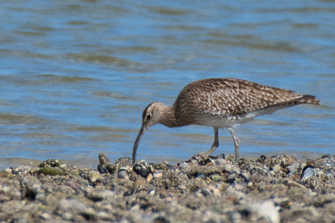 Whimbrel - Donald Fullmer