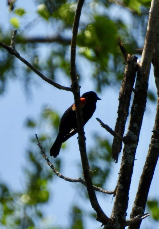 Red-winged Blackbird - Ian M