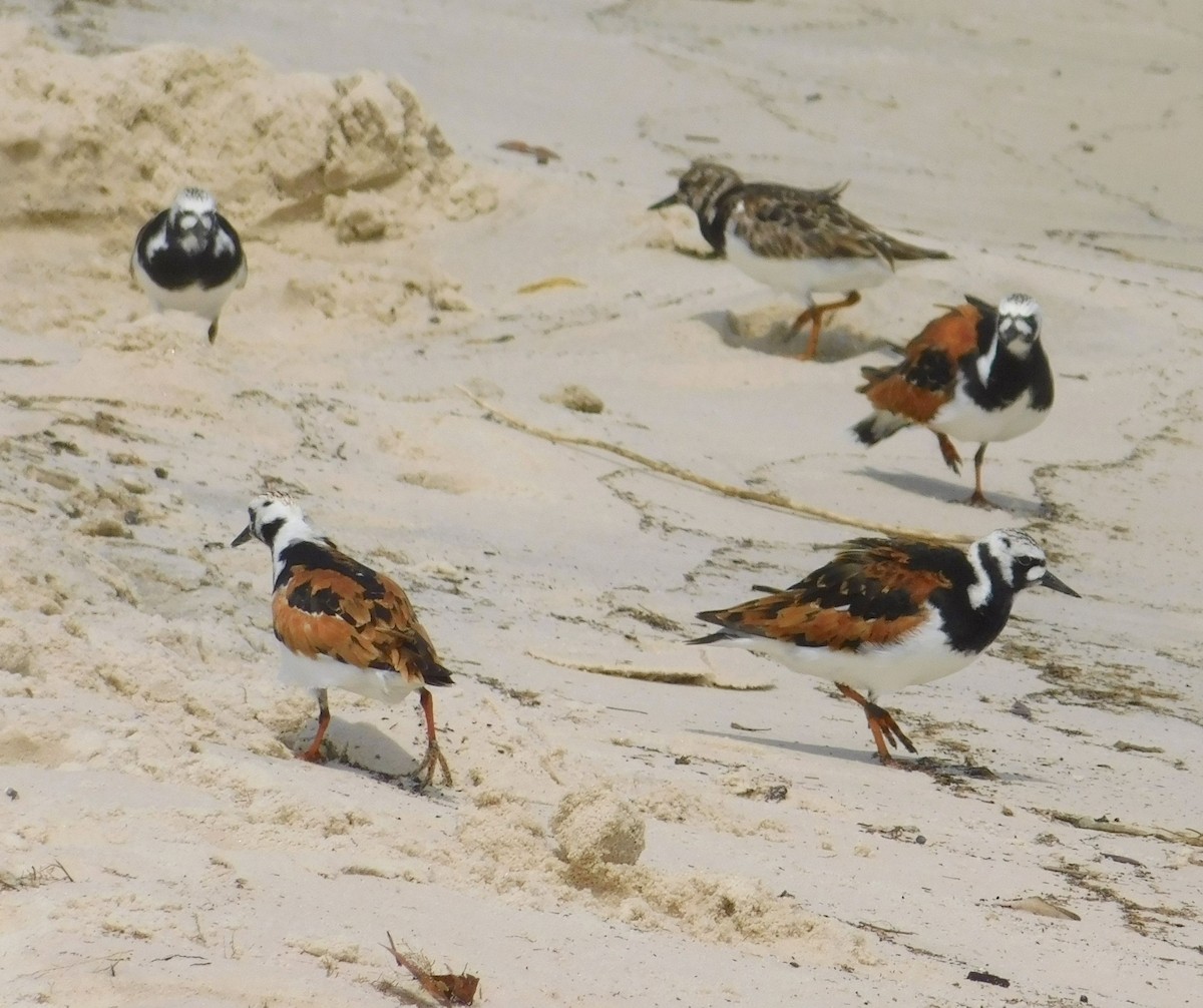 Ruddy Turnstone - Randy Winstead