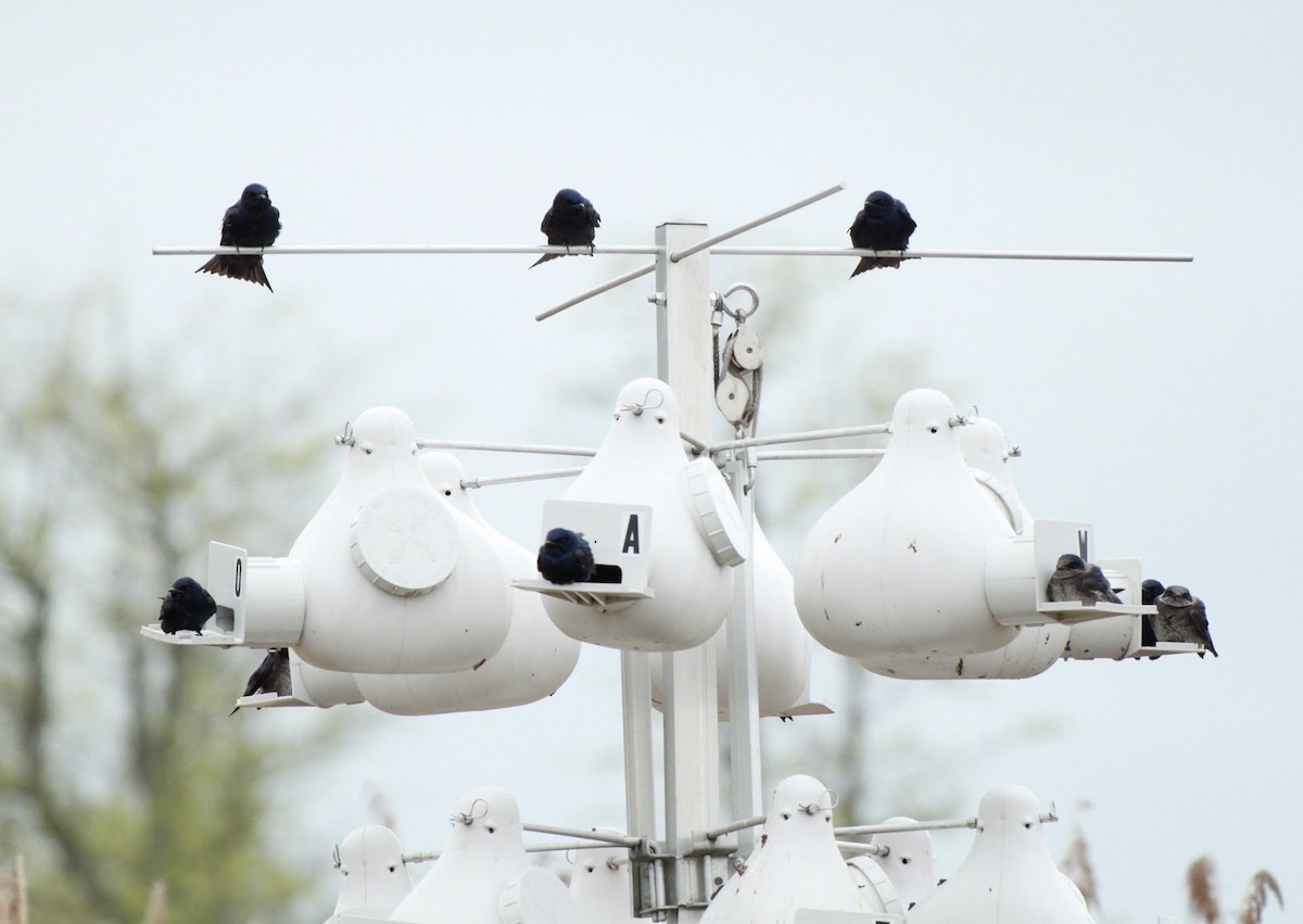 Purple Martin - Claudia Walsh