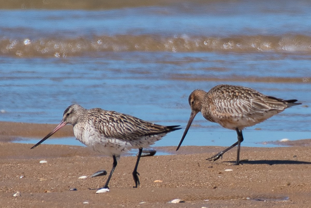 Bar-tailed Godwit - Donald Fullmer