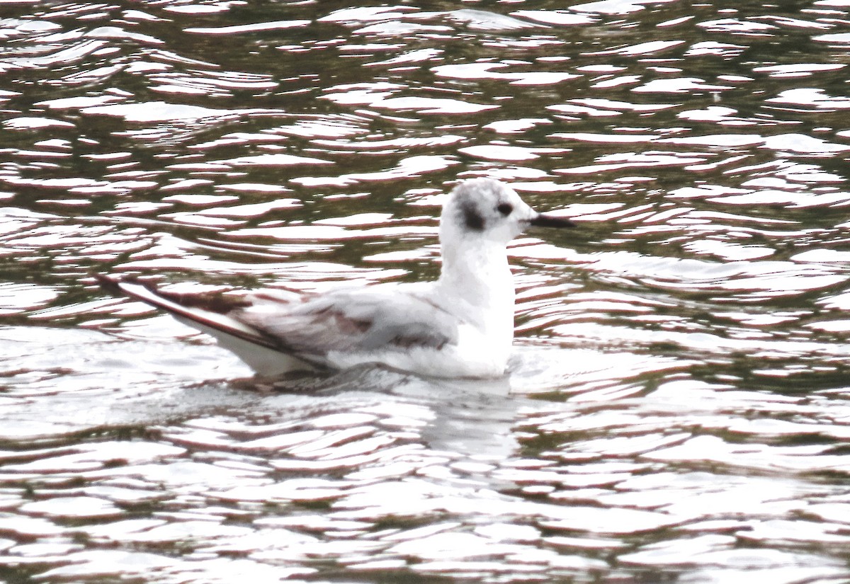 Bonaparte's Gull - Alfred Scott