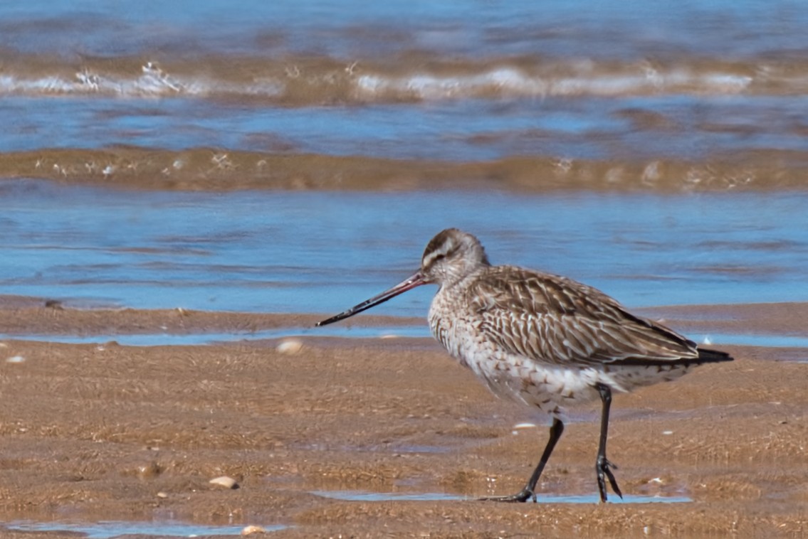 Bar-tailed Godwit - Donald Fullmer