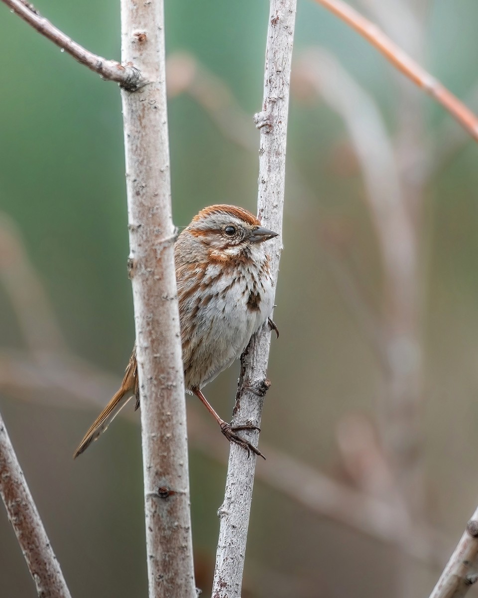 Song Sparrow - Hannah Criswell