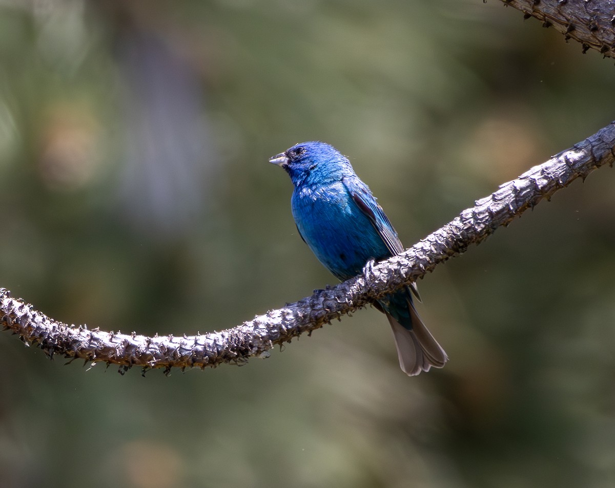 Indigo Bunting - Kimberly Dillbeck