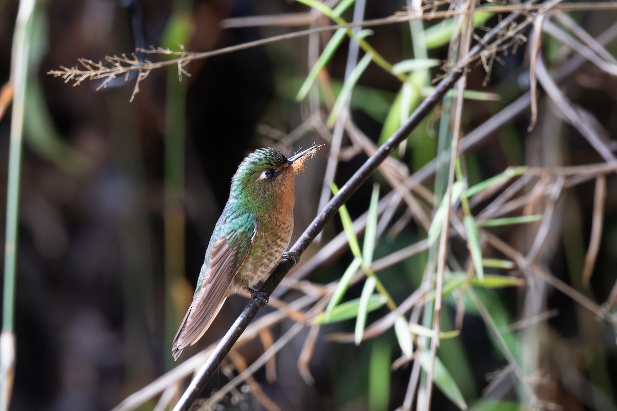 Tyrian Metaltail - Steve Heinl