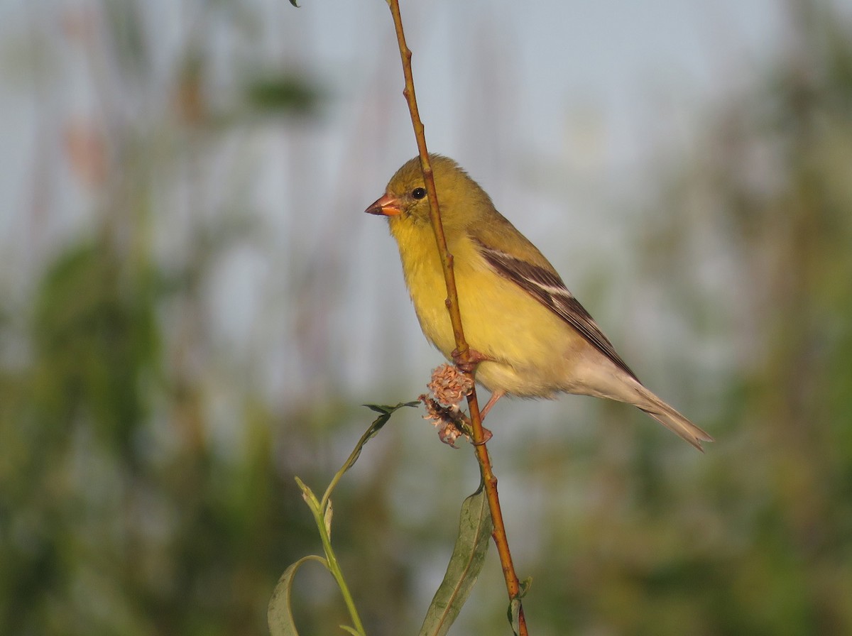 American Goldfinch - Thomas Schultz