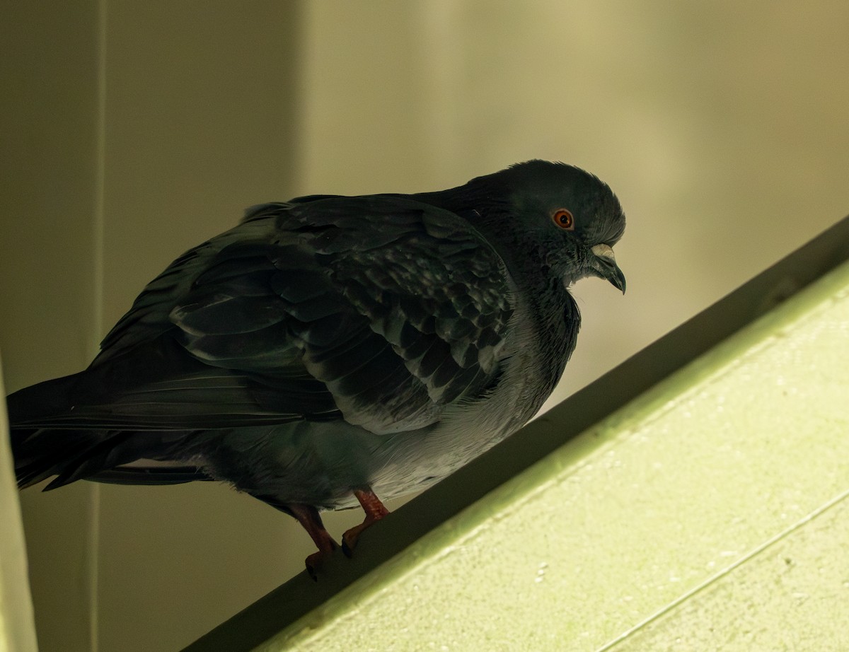 Rock Pigeon (Feral Pigeon) - Chad Berry